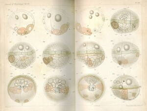 Two pages of a book with embryo's in them