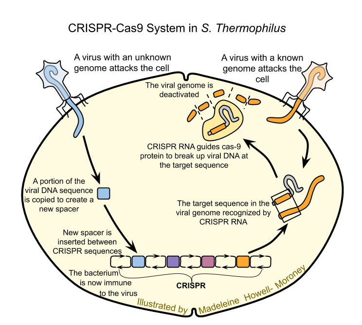 a depiction of CRISPR
