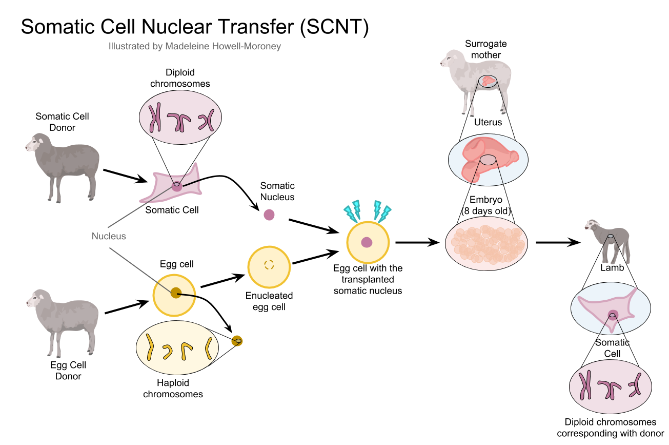 an illustration of somatic cell nuclear transfer
