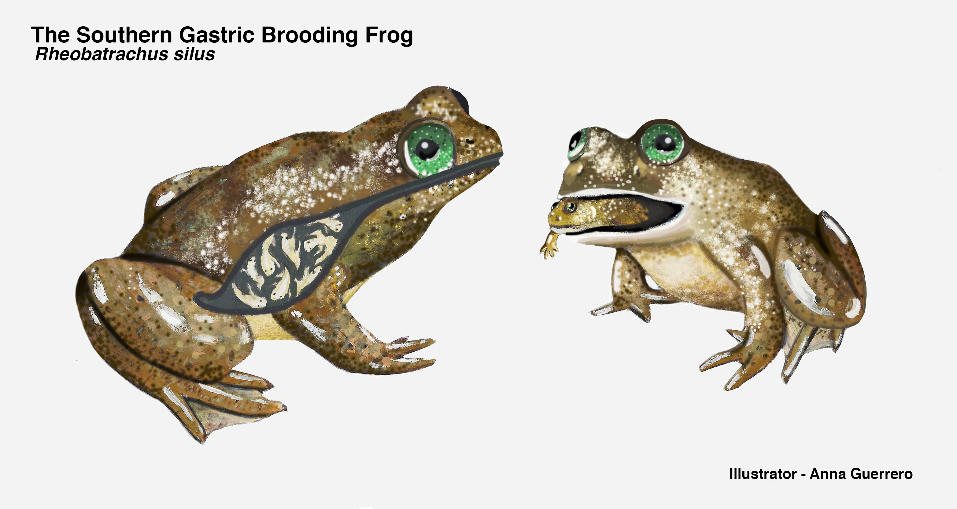 An illustration of two frogs, one with a smaller frog in its mouth