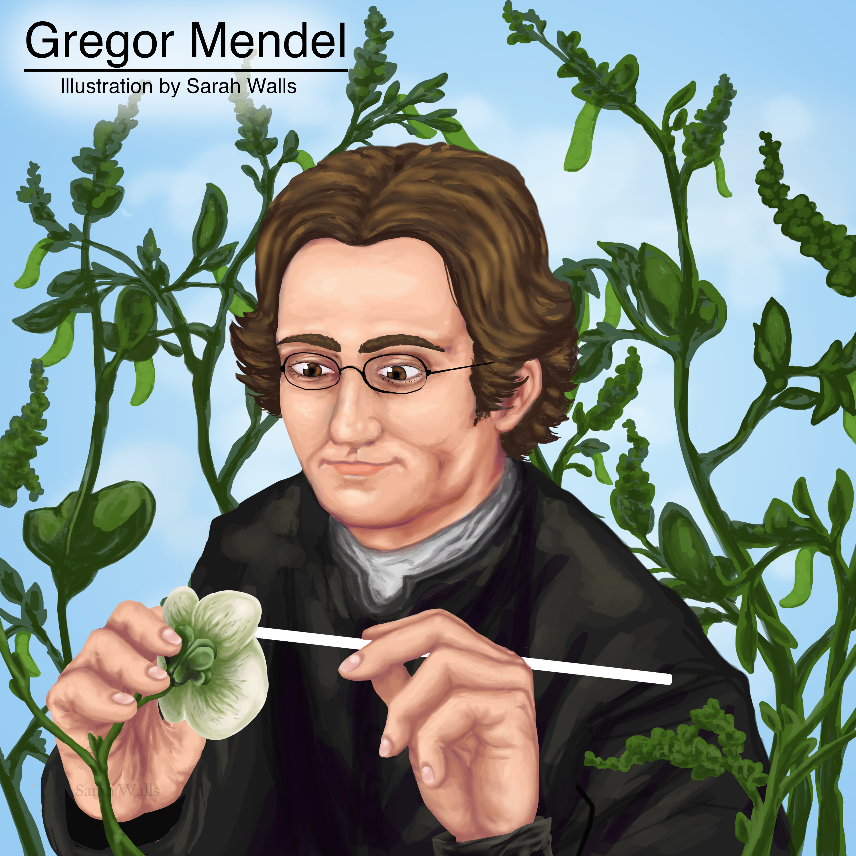 An illustration of Gregor Mendel