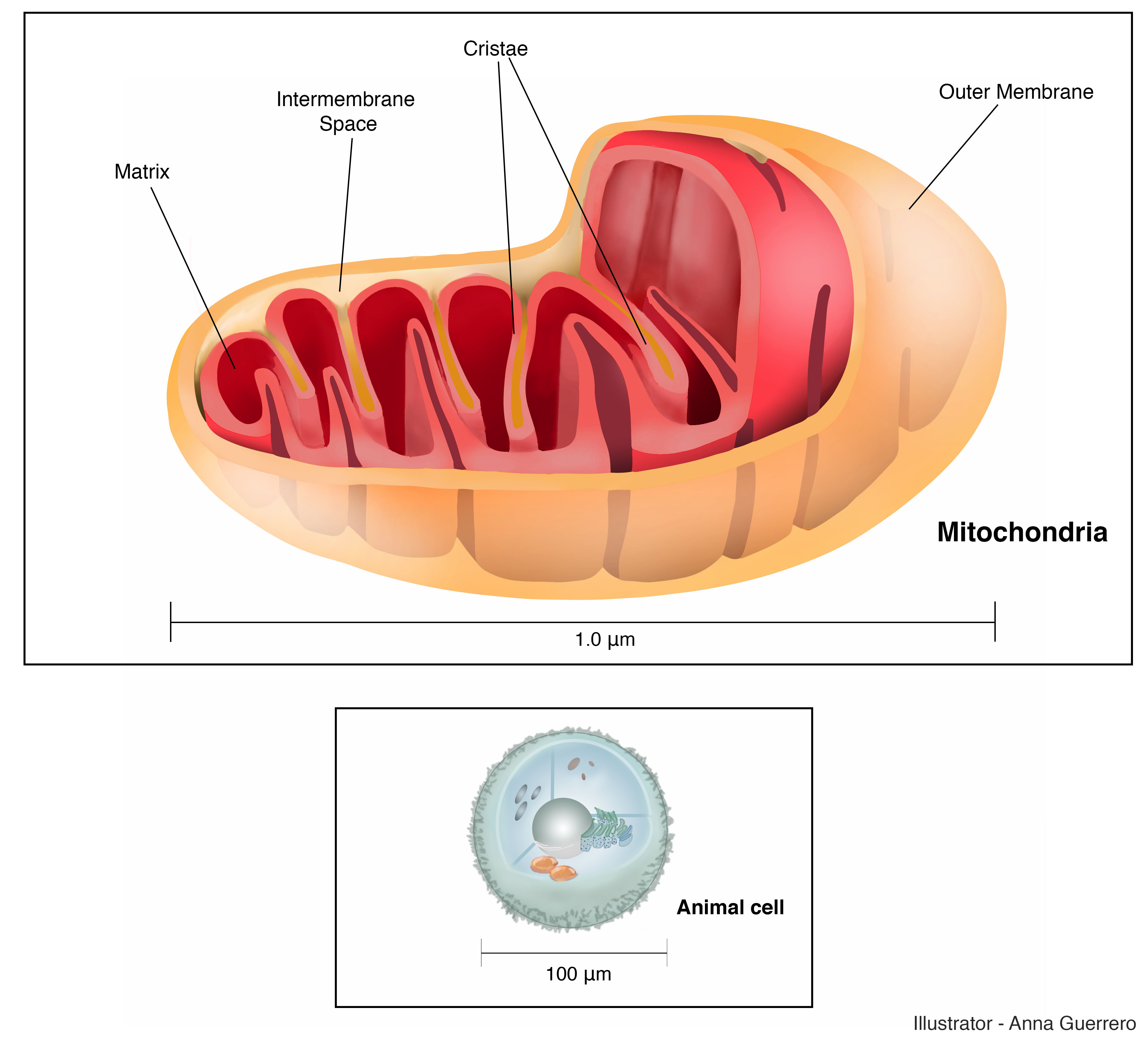 An illustration of a mitochondria