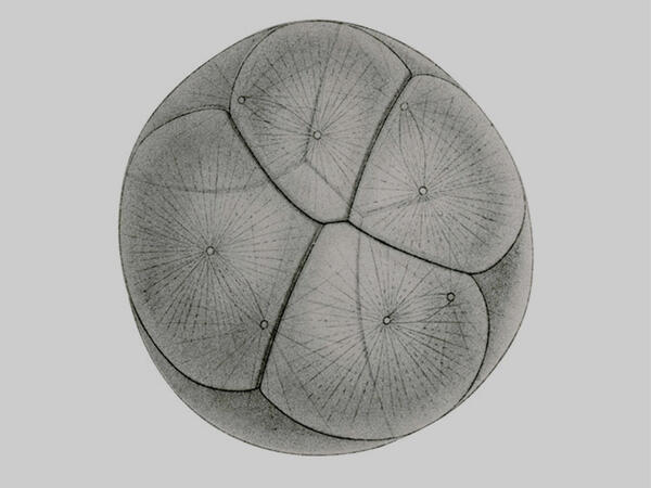 a black and white embryo