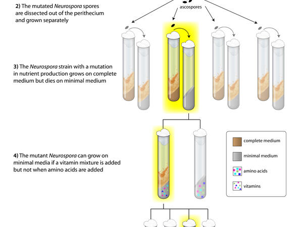 beadle and tatum experiment on neurospora crassa