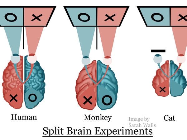 split brain research conclusion