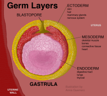 an illustration of the germ layers
